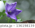 キキョウ 136198139