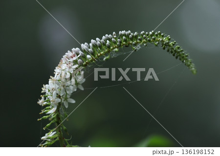 オカトラノオ 136198152