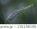 クガイソウ 136198186