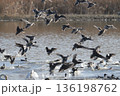 着水するカモの群れ 136198762