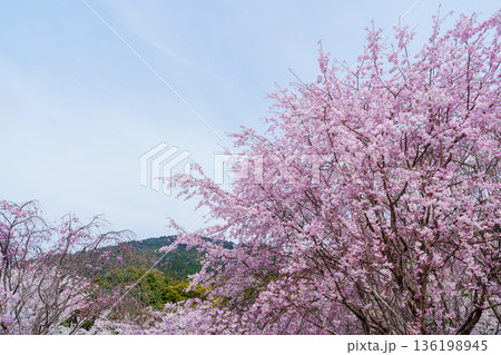 三輪山を背景にした満開の枝垂れ桜 136198945