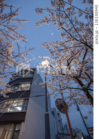 犬山木曽川遊歩道の夜桜 犬山木曽川遊歩道の夜桜 136198948