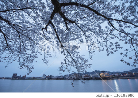 犬山木曽川遊歩道の夜桜 136198990