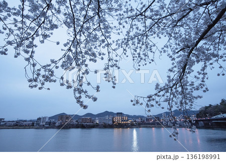 犬山木曽川遊歩道の夜桜 犬山木曽川遊歩道の夜桜 136198991
