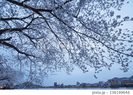 犬山木曽川遊歩道の夜桜 136199048