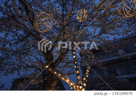 犬山木曽川遊歩道の夜桜 犬山木曽川遊歩道の夜桜 136199070