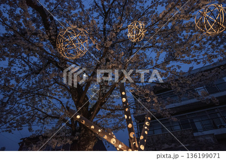 犬山木曽川遊歩道の夜桜 犬山木曽川遊歩道の夜桜 136199071