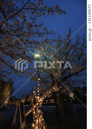 犬山木曽川遊歩道の夜桜 136199072