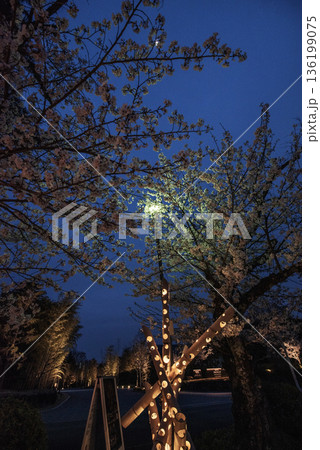 犬山木曽川遊歩道の夜桜 136199075
