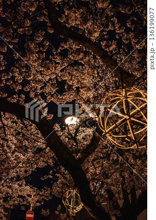 犬山木曽川遊歩道の夜桜 136199077