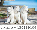 Funny three Young White Samoyed Dog in park in the spring 136199106