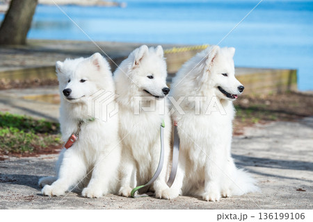Funny three Young White Samoyed Dog in park in the spring 136199106