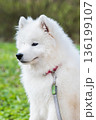 Samoyed white dog on a leash on park road Mezaparks, Latvia 136199107
