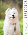Samoyed white dog on a leash on park road Mezaparks, Latvia 136199108