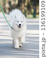Samoyed white dog on a leash on park road Mezaparks, Latvia 136199109