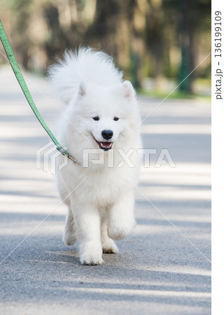 Samoyed white dog on a leash on park road Mezaparks, Latvia 136199109