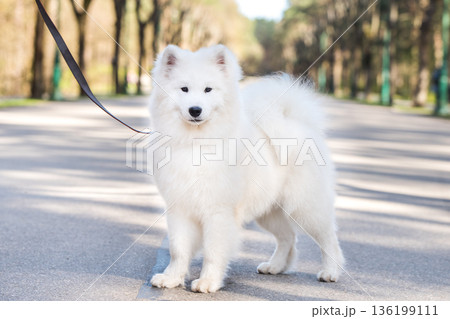Samoyed white dog on a leash on park road Mezaparks, Latvia 136199111