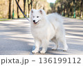 Samoyed white dog on a leash on park road Mezaparks, Latvia 136199112