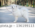 Samoyed white dog on a leash on park road Mezaparks, Latvia 136199113