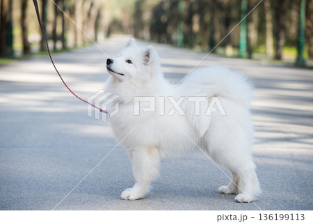 Samoyed white dog on a leash on park road Mezaparks, Latvia 136199113