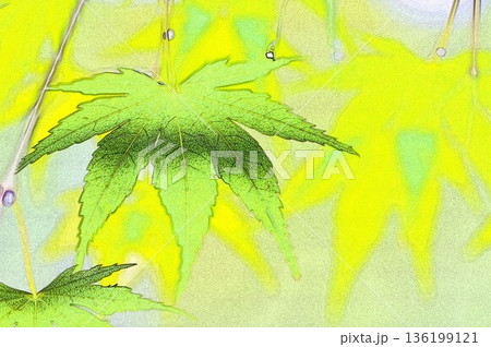 水彩画風の新緑のカエデ  2 136199121