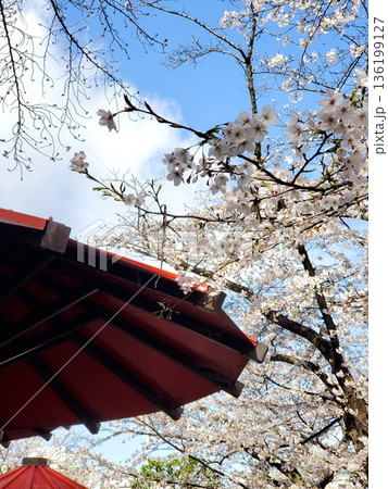 祇園白川の桜【京都市東山区】 136199127