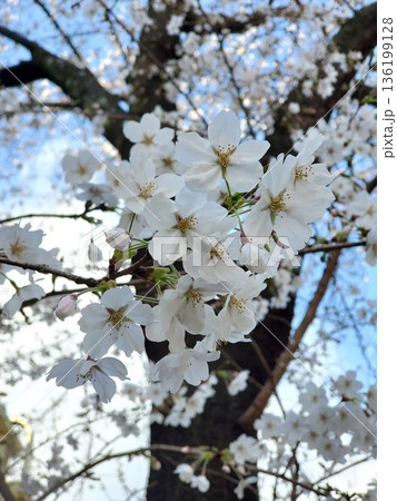 満開の桜の花 満開の桜の花 136199128