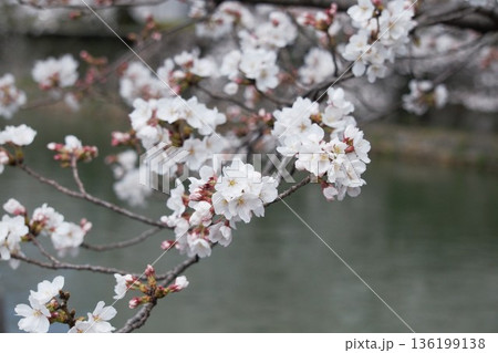 川沿いに咲く桜の花 川沿いに咲く桜の花 136199138