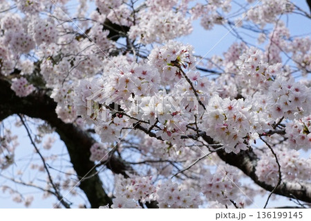 満開の桜の花 満開の桜の花 136199145