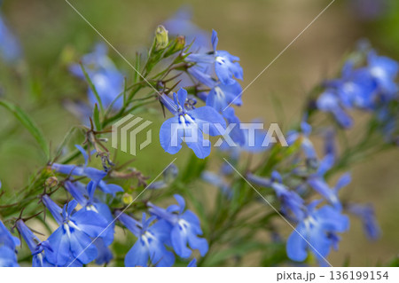 春の庭に咲く青いカワイイロベリアの花 春の庭に咲く青いカワイイロベリアの花 136199154