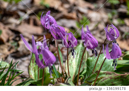 春の野原に咲くカワイイピンクの花　カタクリ 136199178