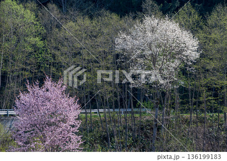 ピンクの桜と白いキタコブシが満開の林 ピンクの桜と白いキタコブシが満開の林 136199183