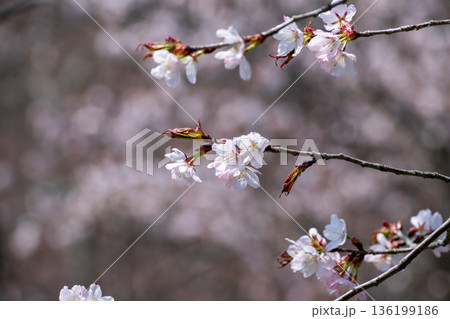 満開のサクラの花 136199186