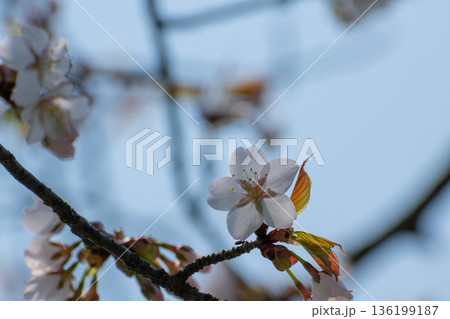 満開のサクラの花 136199187