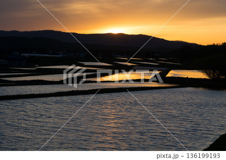 夕日を反射する水を張った春の水田 136199193
