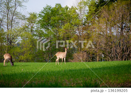 草原に立つ野生のエゾシカ 136199205