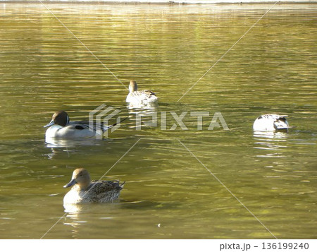 稲毛海浜公園に来た冬の渡り鳥オナガガモ 136199240