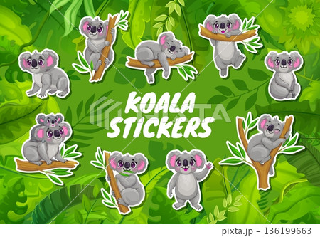 Cartoon koala bear characters stickers of funny Australian animal, vector pack. Cute cheerful koala mother with baby sleeping or hanging on eucalyptus tree branch, playing and smiling for kid stickers 136199663