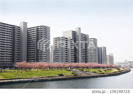 川沿いの桜並木を楽しむ 川沿いの桜並木を楽しむ 136199728