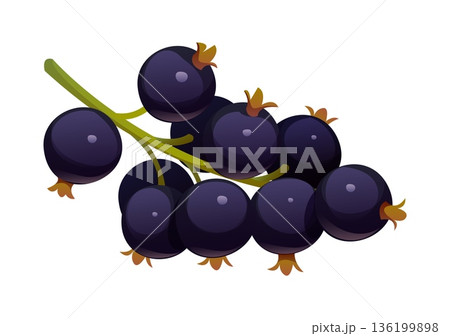 Cartoon ripe cluster of glossy black currant berries attached to a green stem. Vector dark purple fresh fruits with a smooth, shiny surface and small brown calyx tips, representing natural harvest 136199898