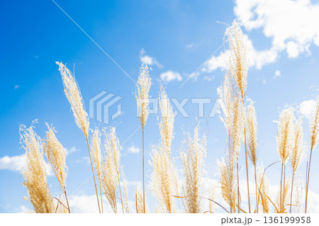 冬の青空とすすき 136199958