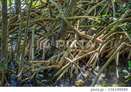 Intertwined roots 136199990