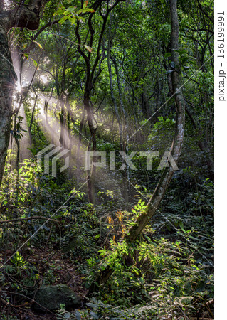 Sunlight penetrating the vegetation Sunlight penetrating the vegetation 136199991
