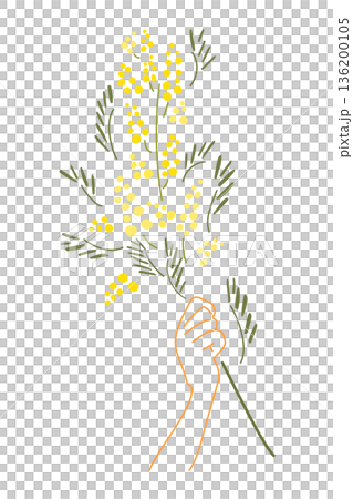 シンプルなミモザのイラスト 136200105