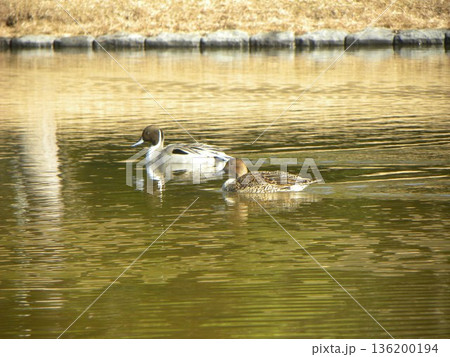 稲毛海浜公園に来た冬の渡り鳥オナガガモ 稲毛海浜公園に来た冬の渡り鳥オナガガモ 136200194