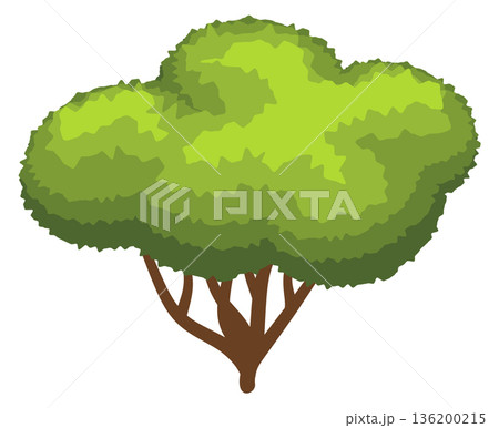 A tree with green leaves is shown on a white background 136200215