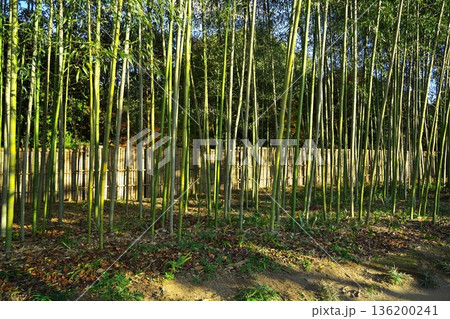 秋の京都嵯峨野 平安郷の竹林と竹垣 秋の京都嵯峨野 平安郷の竹林と竹垣 136200241