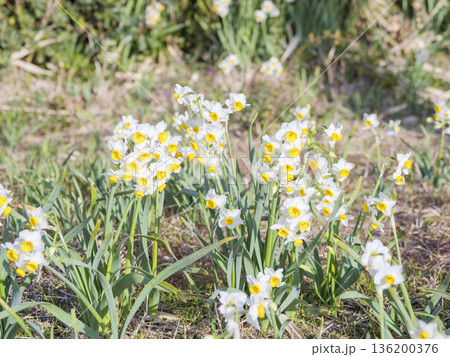 三浦半島の早春の名物水仙ロード 136200376