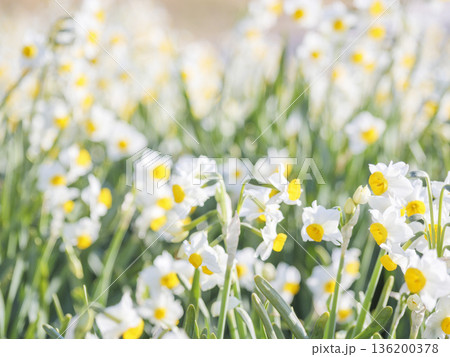 三浦半島の早春の名物水仙ロード 136200378