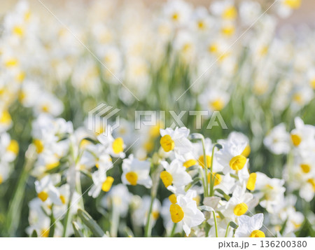 三浦半島の早春の名物水仙ロード 三浦半島の早春の名物水仙ロード 136200380